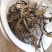 南糯山拔玛古树晒红茶