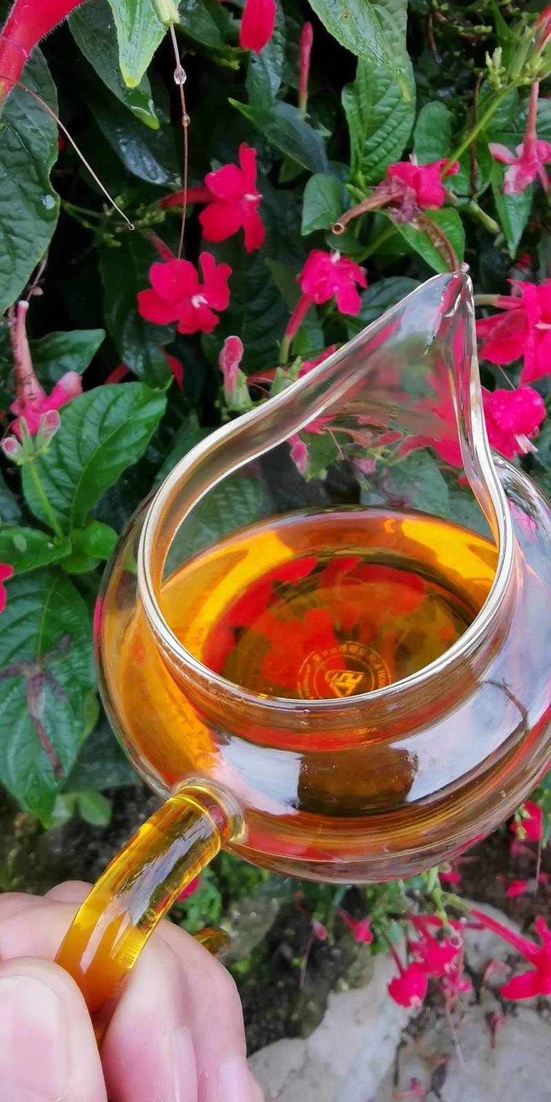 南糯山拔玛古树晒红茶