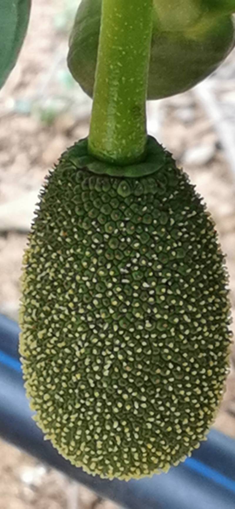 山地菠萝蜜，蜜，香，脆，甜。喝山泉水长大的菠萝蜜。