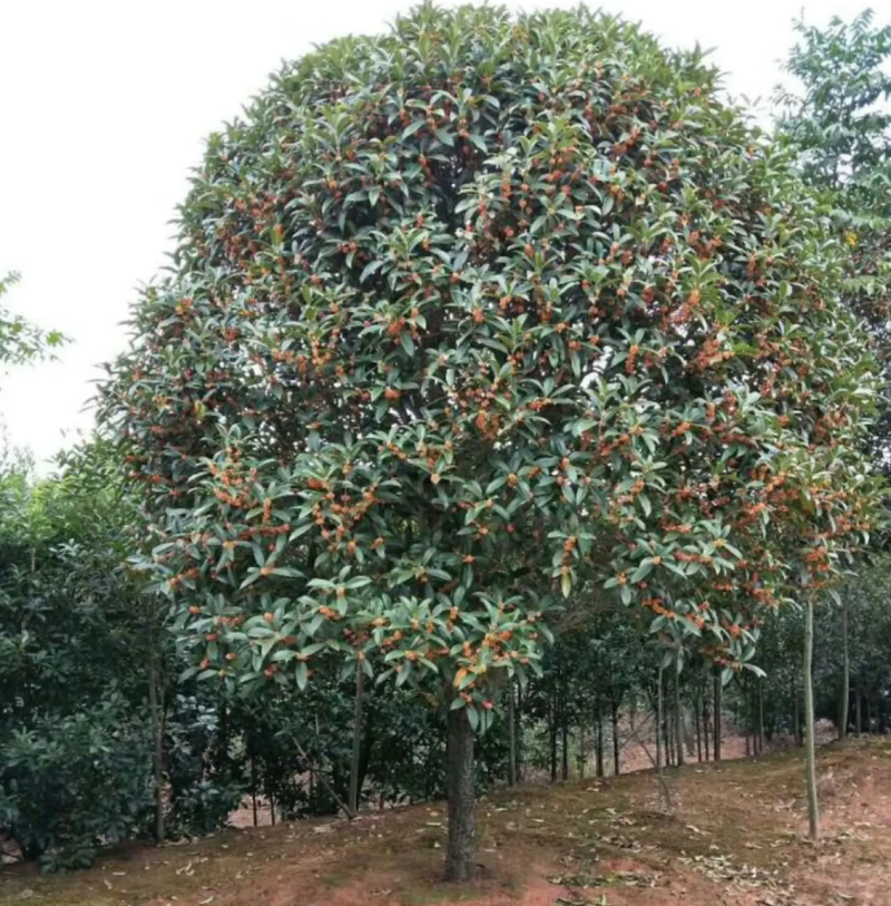 【热销】丹桂桂花树绿化苗木基地直供欢迎致电诚信代办