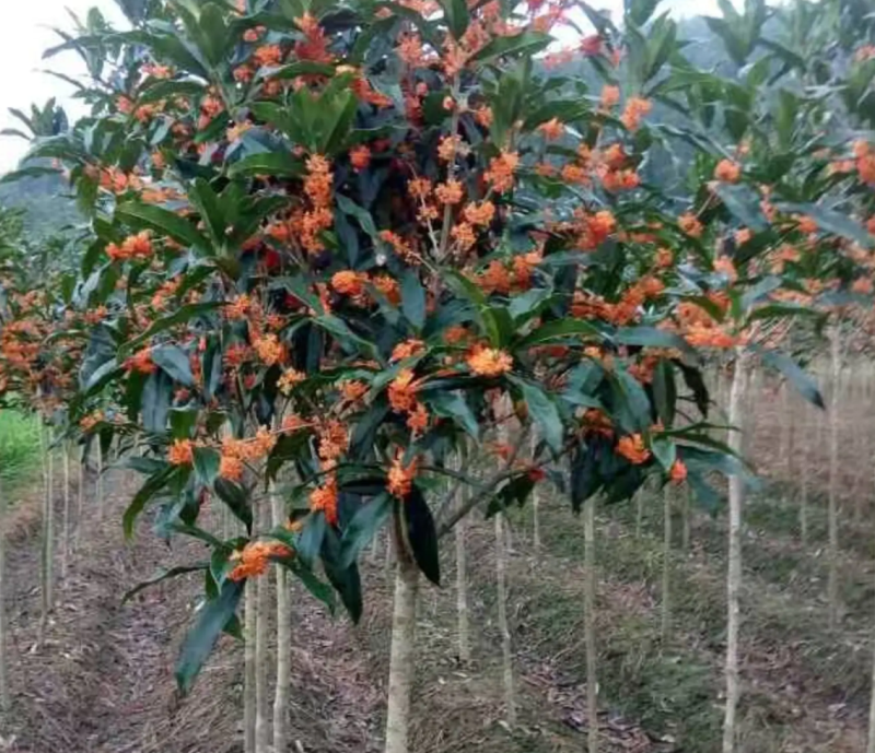 【热销】丹桂桂花树绿化苗木基地直供欢迎致电诚信代办