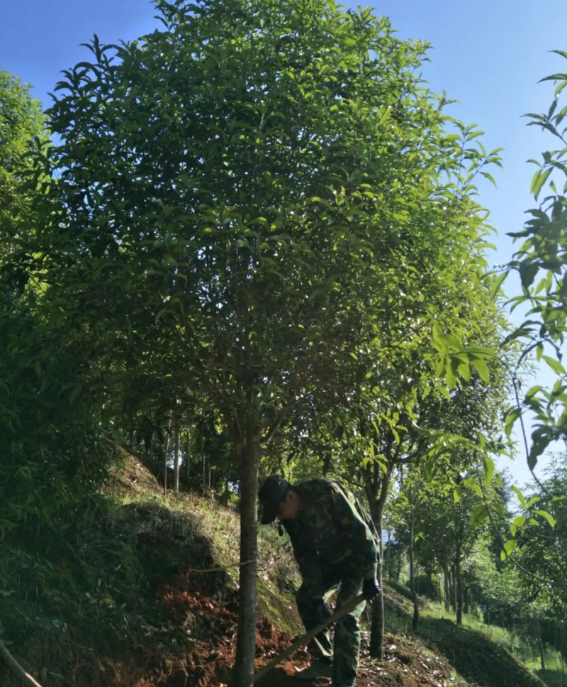 【热销】丹桂桂花树绿化苗木基地直供欢迎致电诚信代办