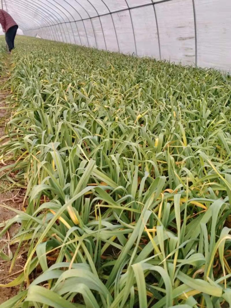 华州区红根蒜苗大量上市供应欢迎咨询支持视频看货