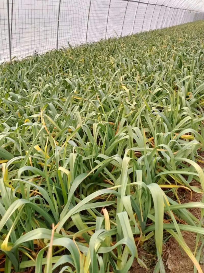 华州区红根蒜苗大量上市供应欢迎咨询支持视频看货