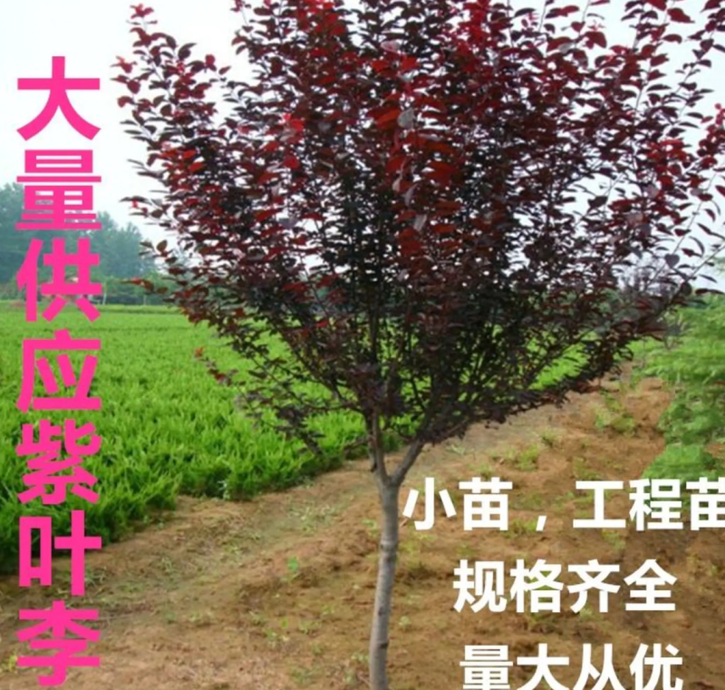 【热销】红叶李紫叶李绿化高杆低杆丛生基地直供欢迎致电