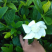 【热销】栀子花绿化花卉基地直供欢迎致电诚信代办