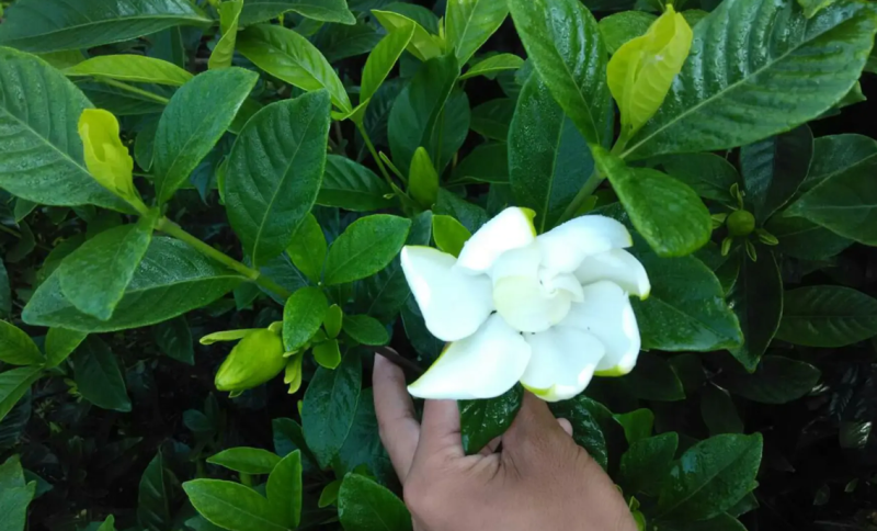 【热销】栀子花绿化花卉基地直供欢迎致电诚信代办
