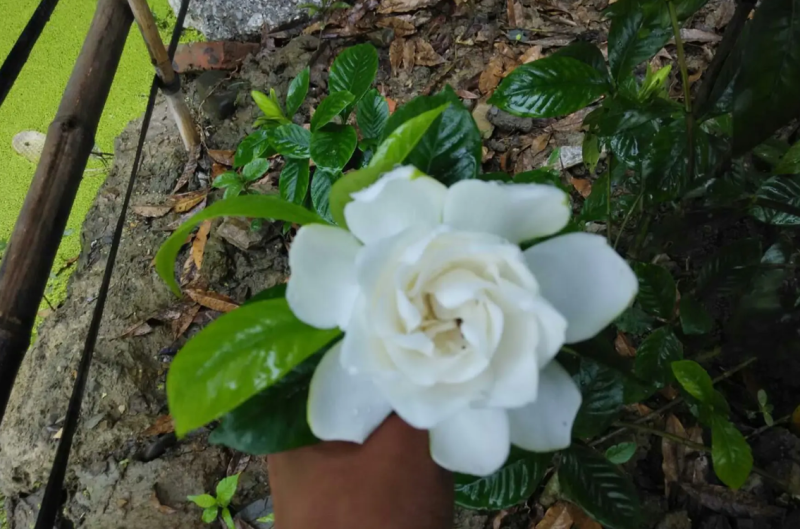 【热销】栀子花绿化花卉基地直供欢迎致电诚信代办