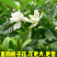 【热销】栀子花绿化花卉基地直供欢迎致电诚信代办