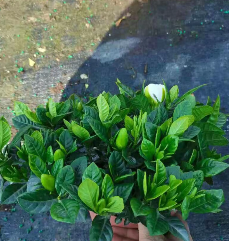 【热销】栀子花绿化花卉基地直供欢迎致电诚信代办