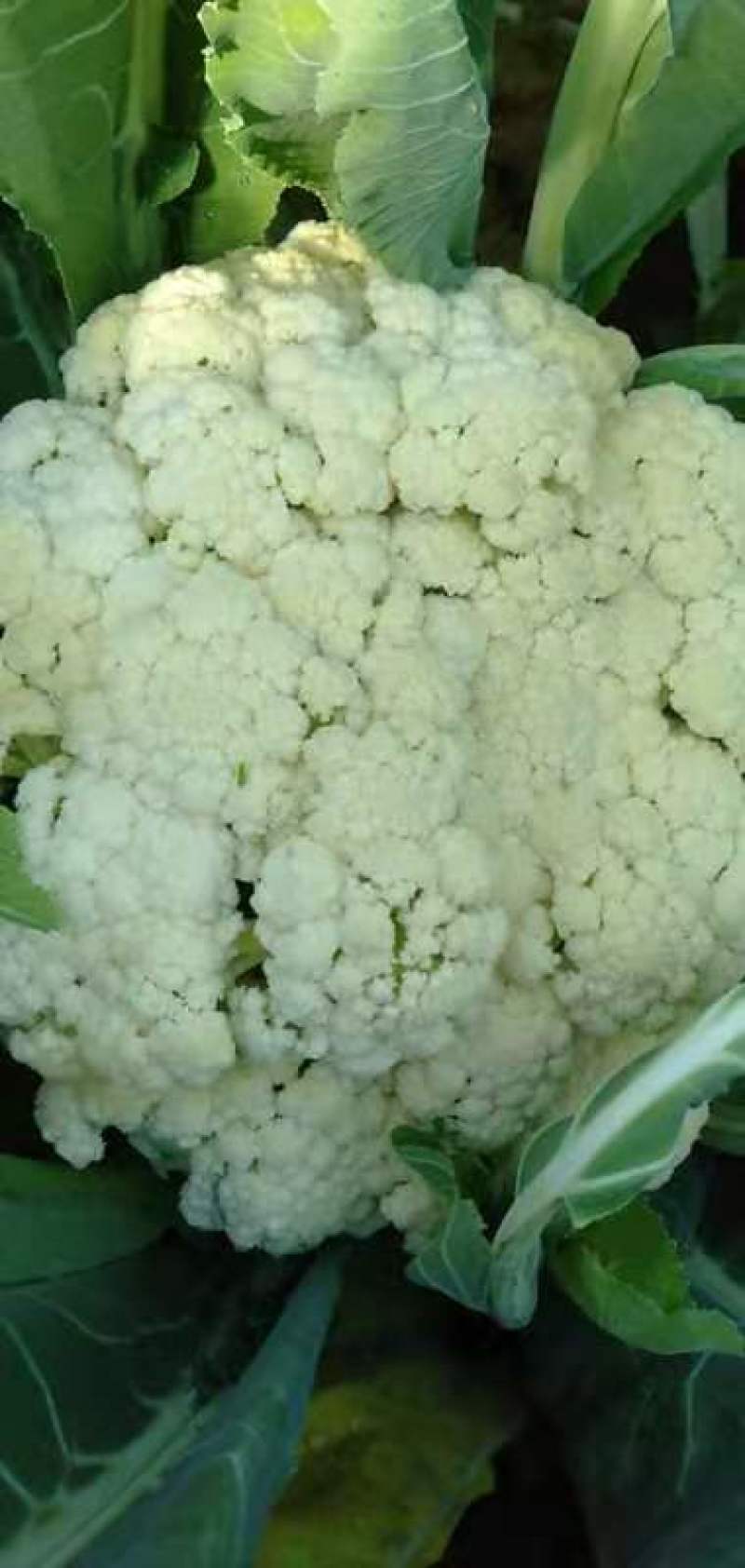 山东菜花，有机花潍坊有机花菜潍坊菜花货源充足一手货源