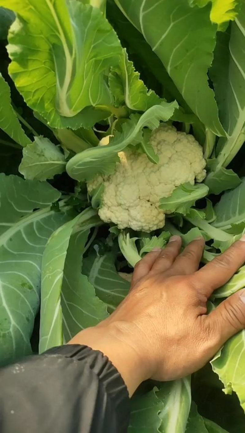 山东菜花，有机花潍坊有机花菜潍坊菜花货源充足一手货源