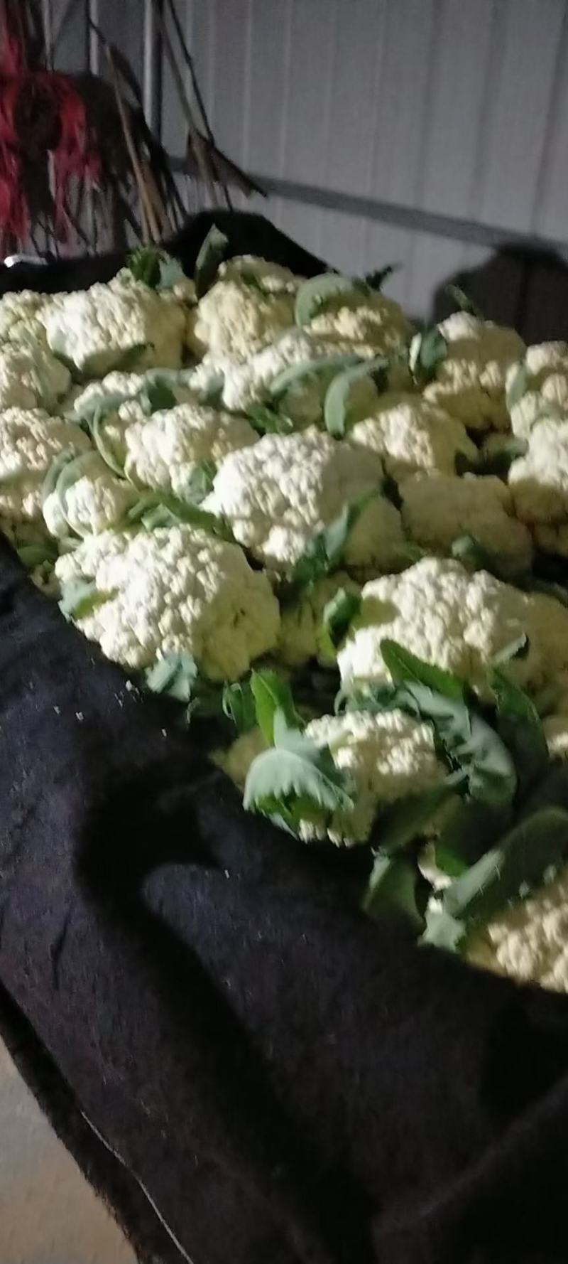 山东菜花，有机花潍坊有机花菜潍坊菜花货源充足一手货源