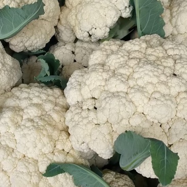 山东菜花，有机花潍坊有机花菜潍坊菜花货源充足一手货源