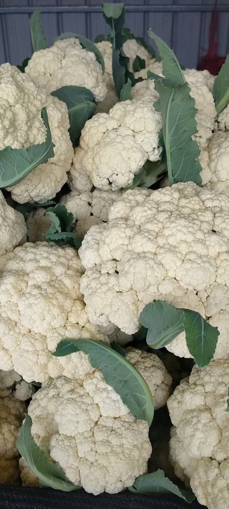 山东菜花，有机花潍坊有机花菜潍坊菜花货源充足一手货源