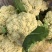山东菜花，有机花潍坊有机花菜潍坊菜花货源充足一手货源