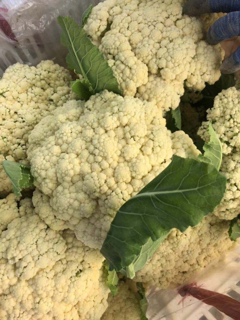 山东菜花，有机花潍坊有机花菜潍坊菜花货源充足一手货源