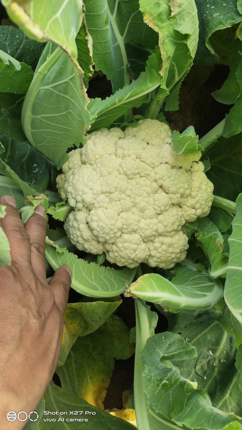 山东菜花，有机花潍坊有机花菜潍坊菜花货源充足一手货源