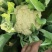 山东菜花，有机花潍坊有机花菜潍坊菜花货源充足一手货源