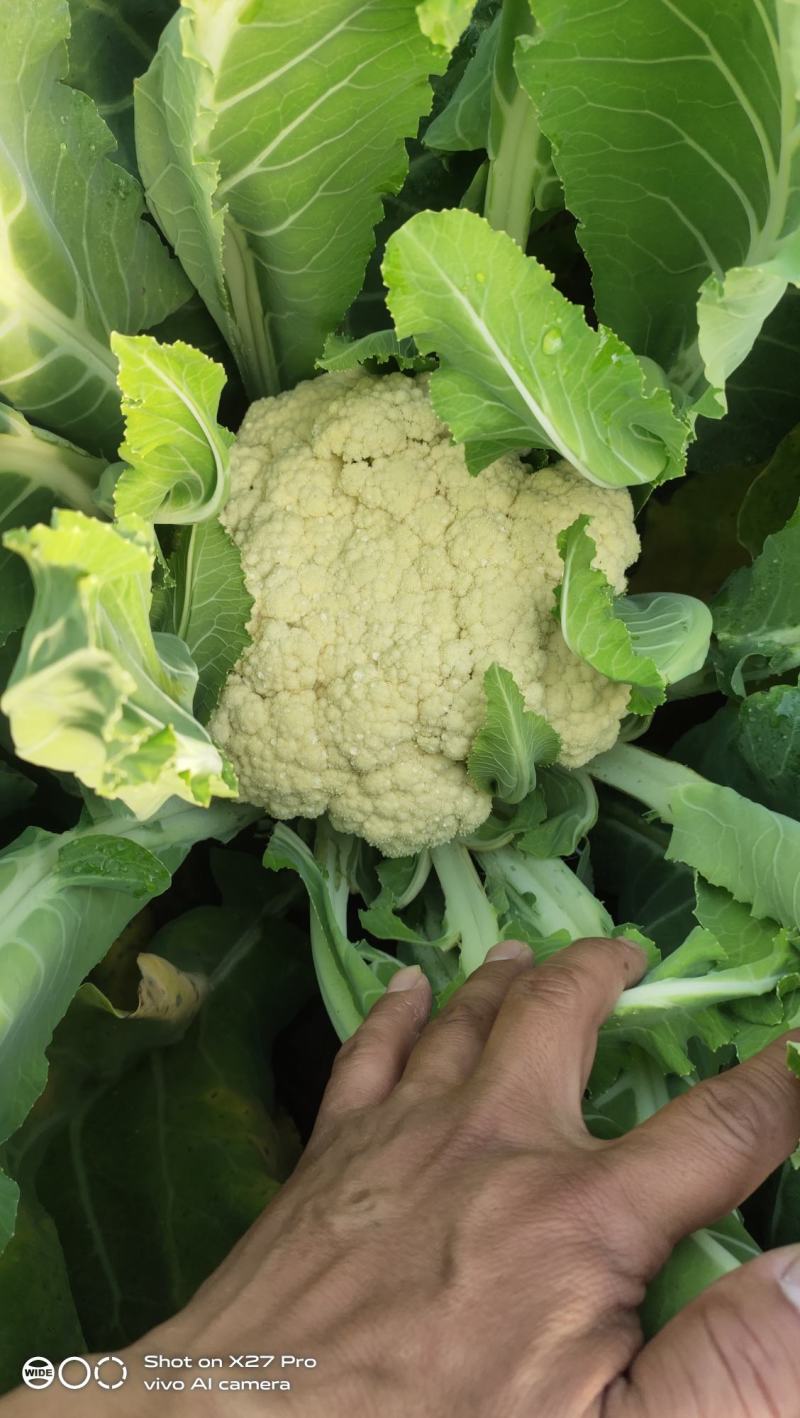 山东菜花，有机花潍坊有机花菜潍坊菜花货源充足一手货源