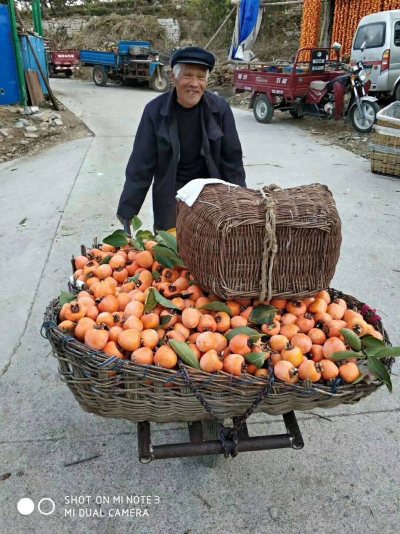大量供应出口级青州精品红饼，霜饼，对接各大市场、平台电商