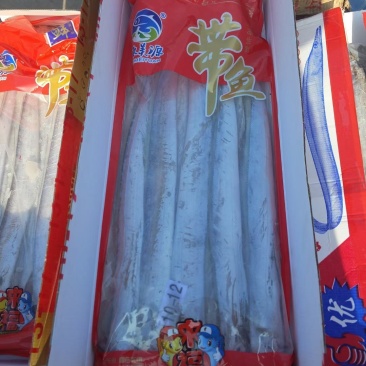 舟山带鱼一手货源大量批发