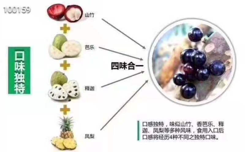 嘉宝果鲜果，树葡萄，一斤装，现摘现发，富含维生素