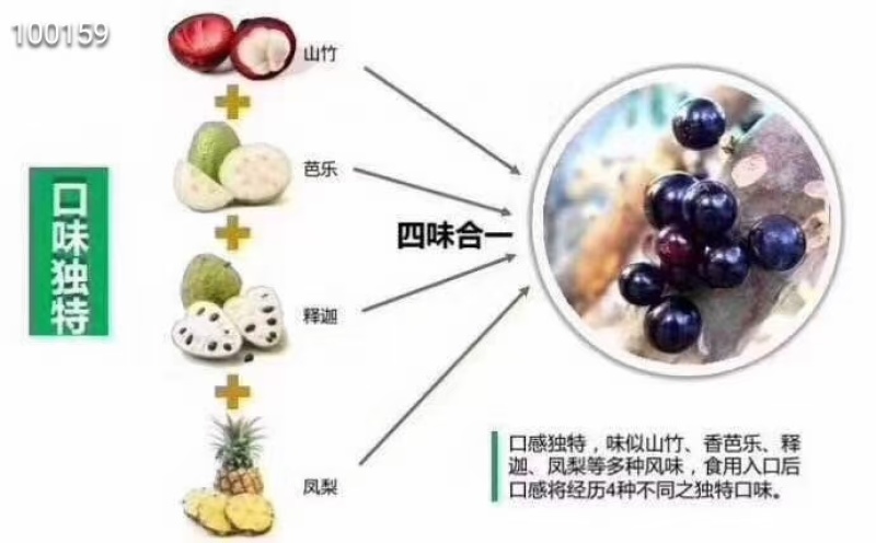 嘉宝果鲜果，树葡萄，一斤装，现摘现发，富含维生素