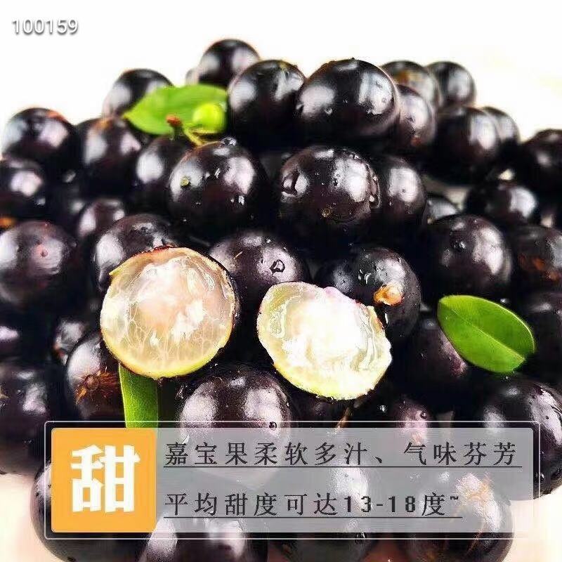 嘉宝果鲜果，树葡萄，一斤装，现摘现发，富含维生素
