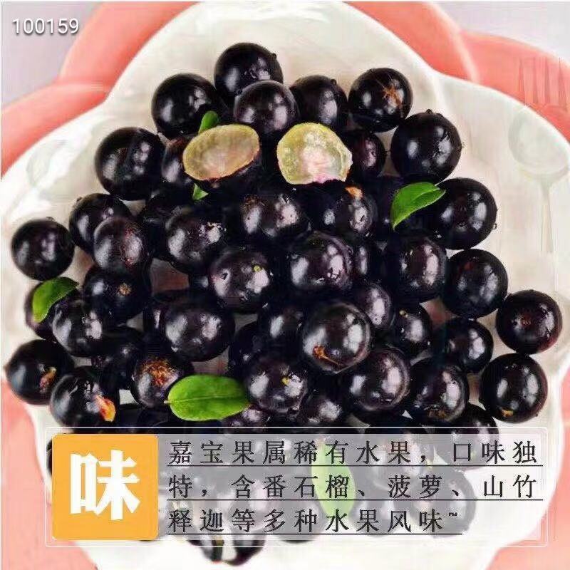 嘉宝果鲜果，树葡萄，一斤装，现摘现发，富含维生素
