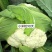 青梗花菜种子春秋两用品种球洁白青梗有机花菜种子