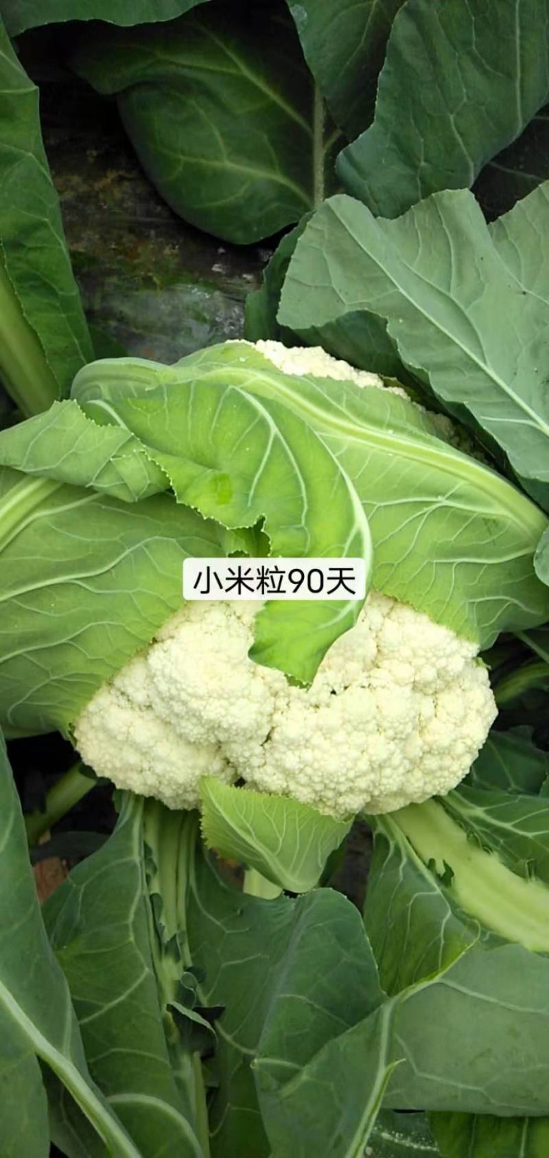 青梗花菜种子春秋两用品种球洁白青梗有机花菜种子