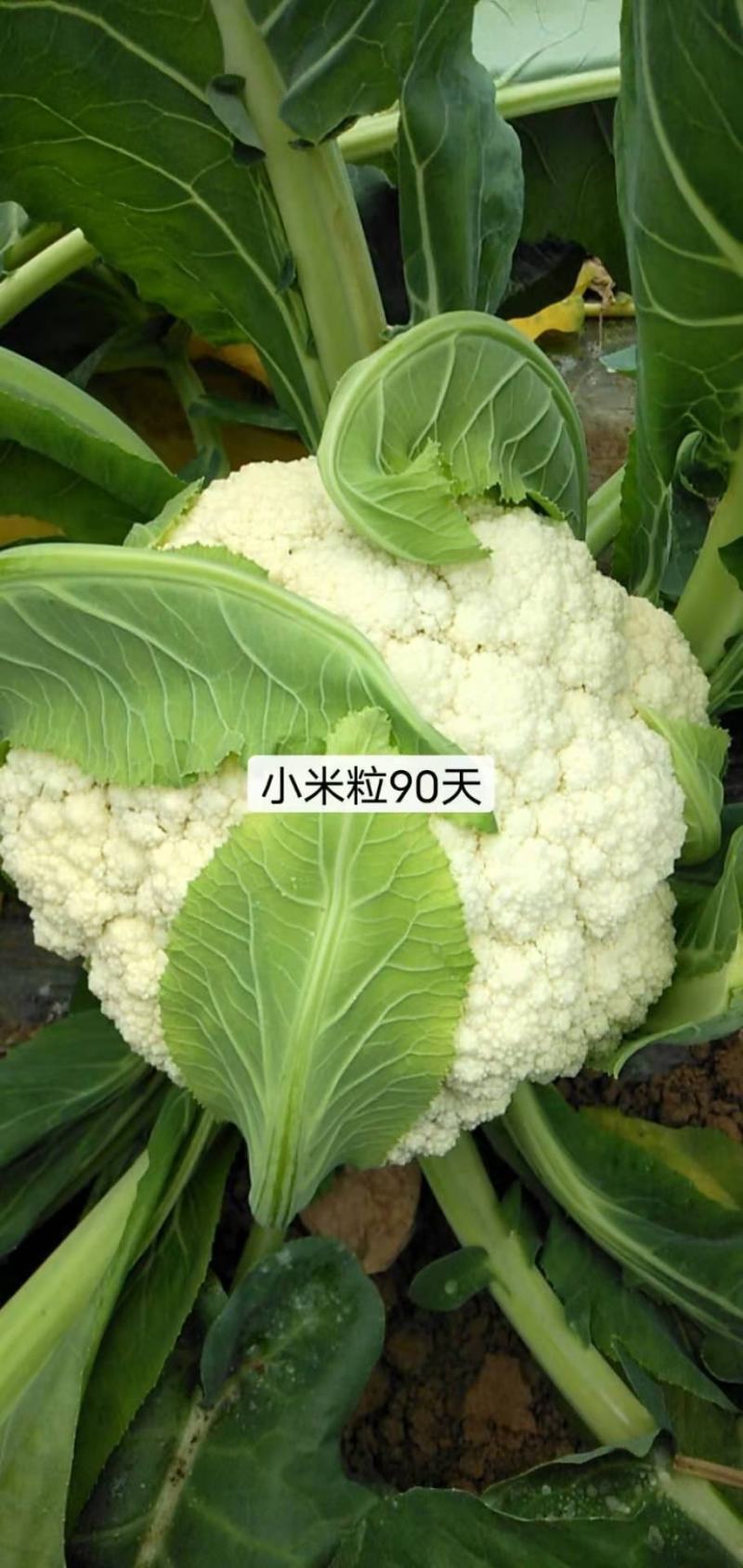青梗花菜种子春秋两用品种球洁白青梗有机花菜种子
