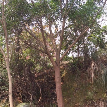 小叶红皮榕耐寒耐寒生命力顽强基地大量现货低价批发