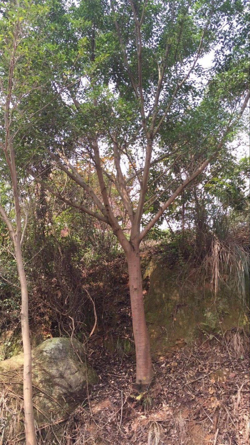 小叶红皮榕耐寒耐寒生命力顽强基地大量现货低价批发
