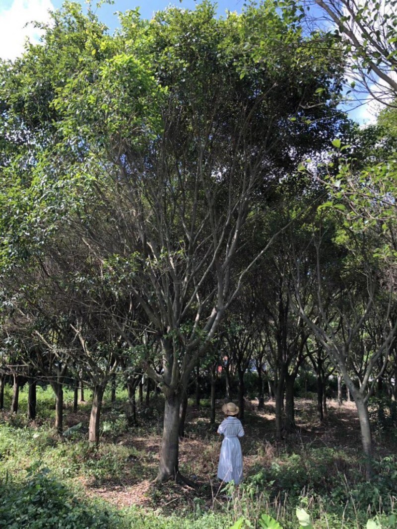 小叶红皮榕耐寒耐寒生命力顽强基地大量现货低价批发