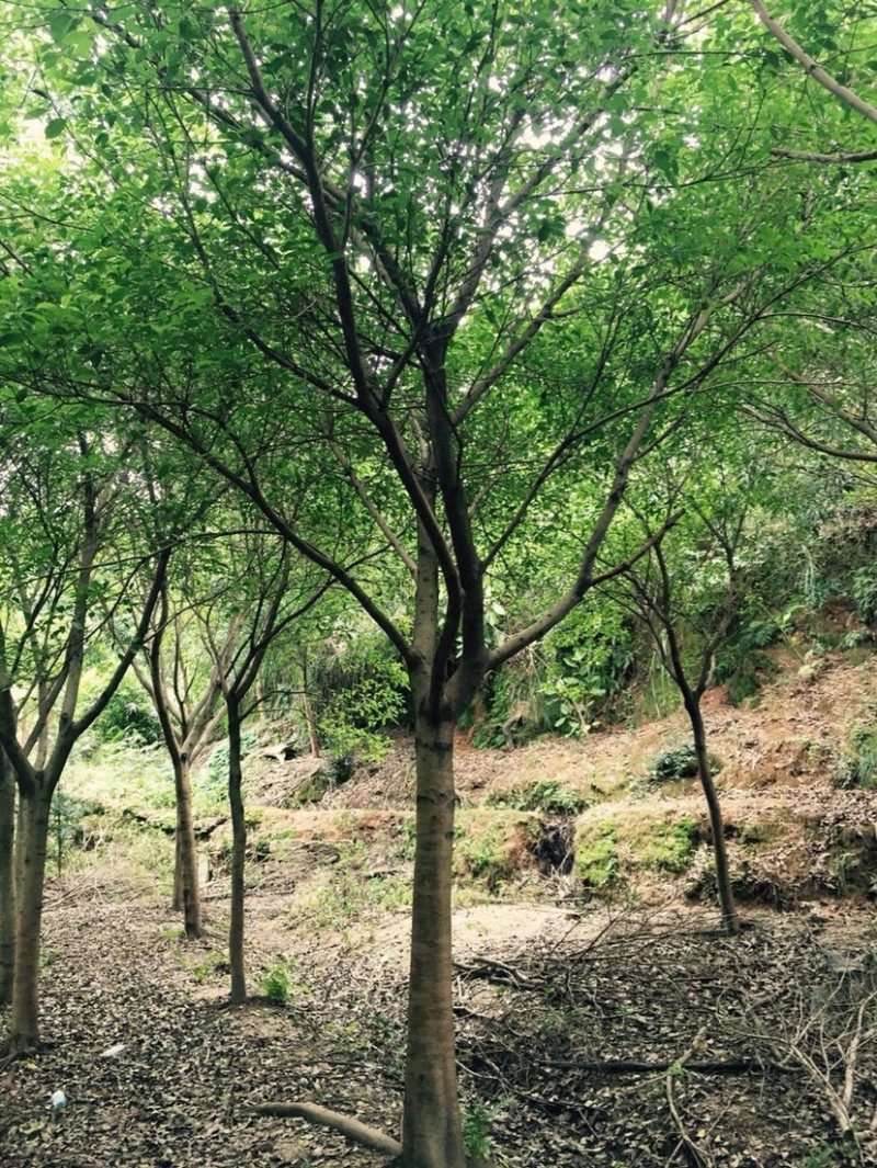小叶红皮榕耐寒耐寒生命力顽强基地大量现货低价批发