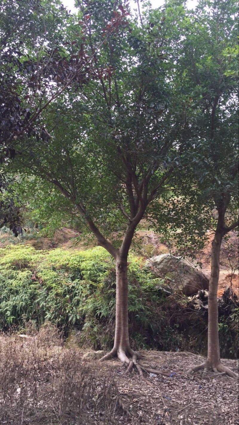 小叶红皮榕耐寒耐寒生命力顽强基地大量现货低价批发