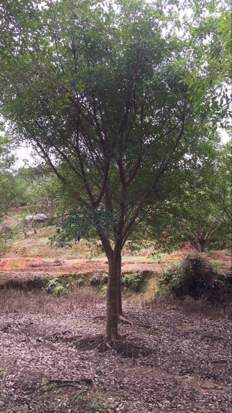 小叶红皮榕耐寒耐寒生命力顽强基地大量现货低价批发