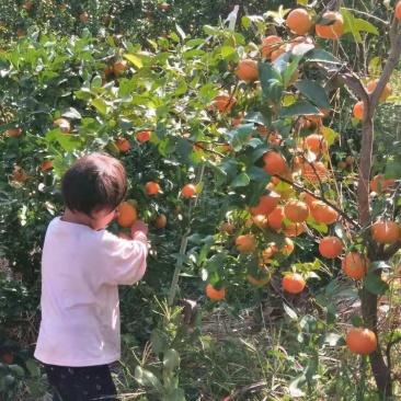 芒市五岔路砂糖橘熟了，欢迎询问