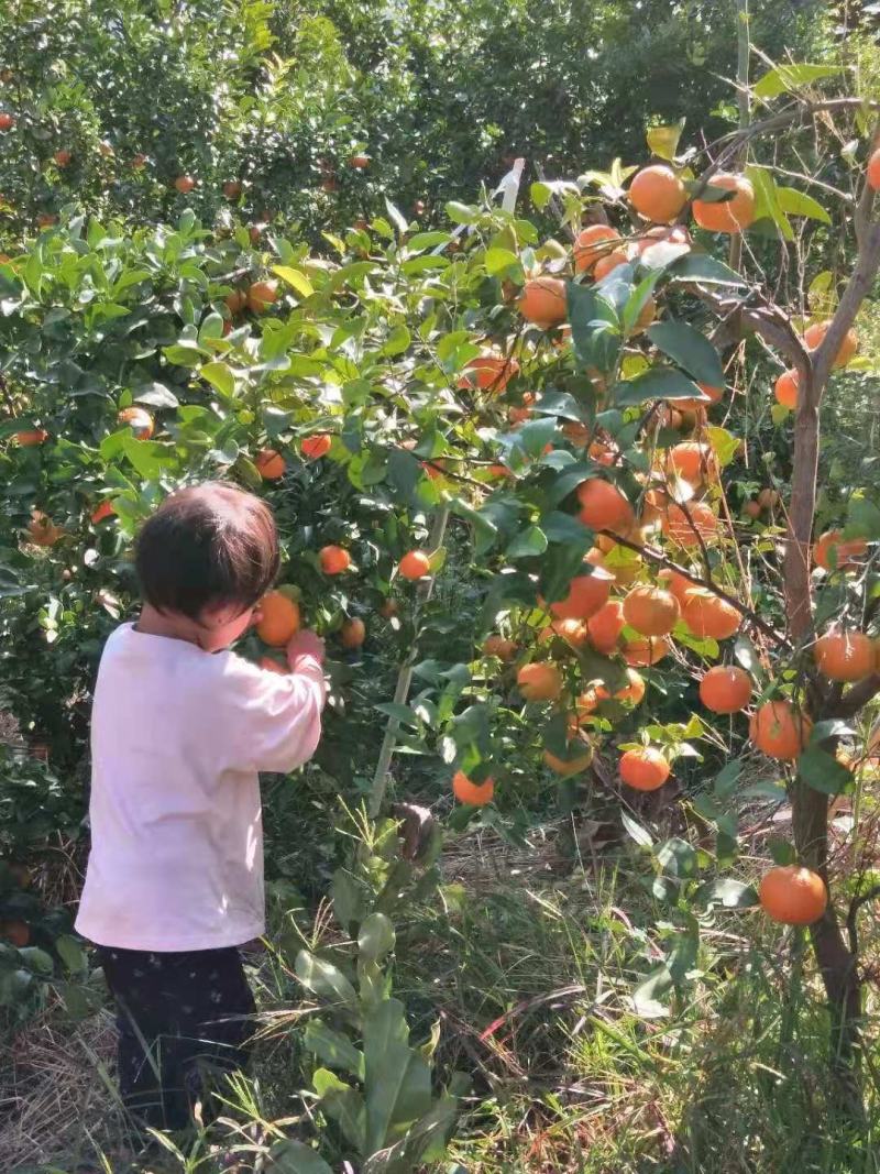 芒市五岔路砂糖橘熟了，欢迎询问