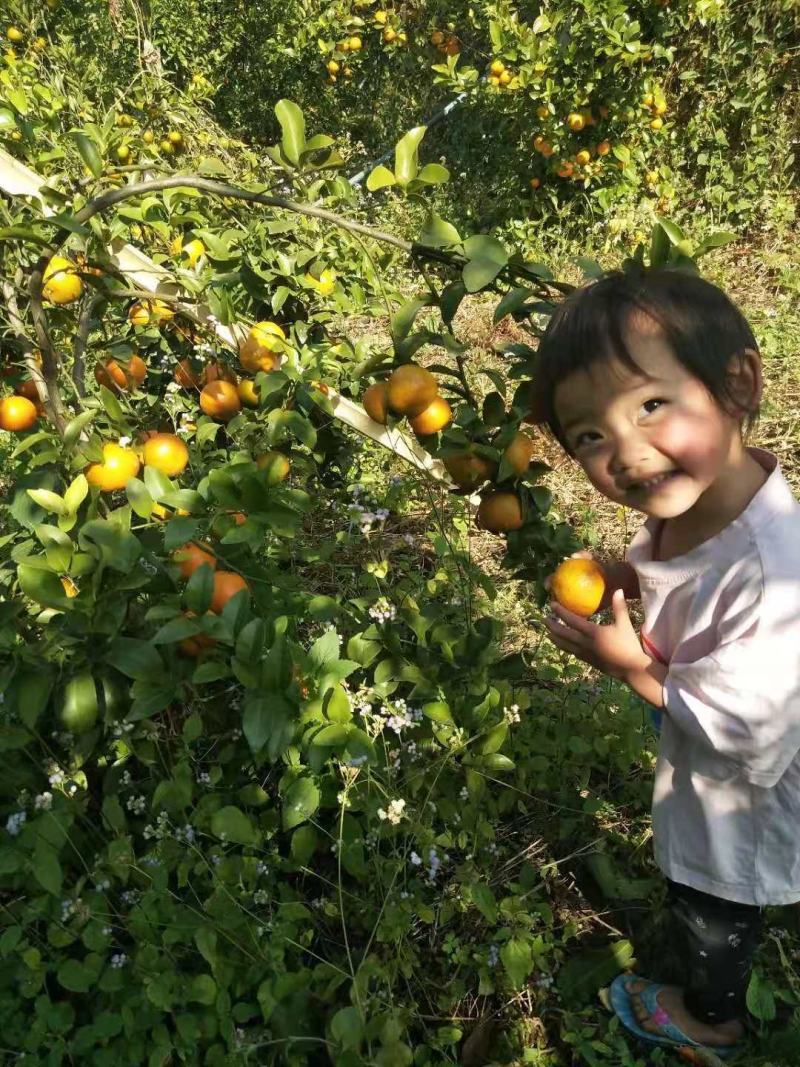 芒市五岔路砂糖橘熟了，欢迎询问
