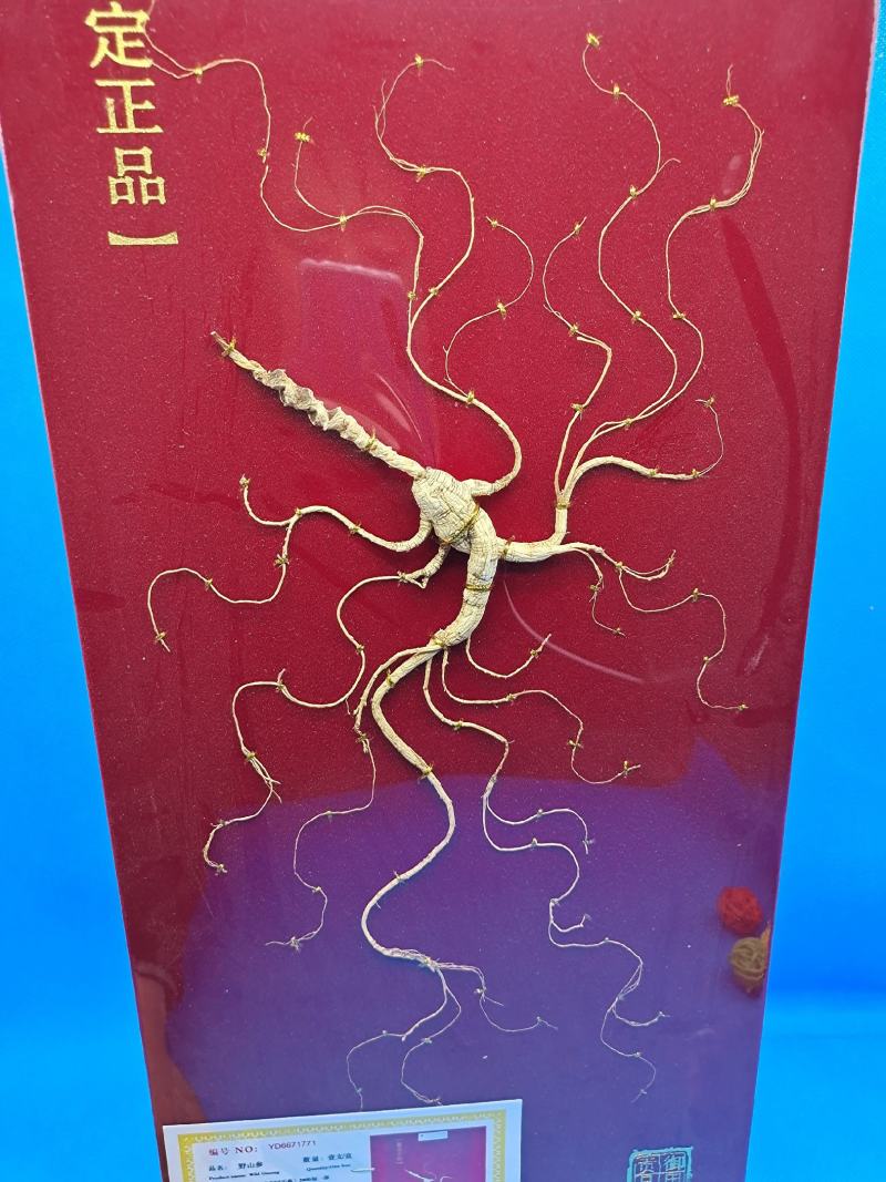 暴款《长白林下参》高年头老货含量更足送礼泡酒节日礼品