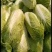 北京新三号白菜4~6斤