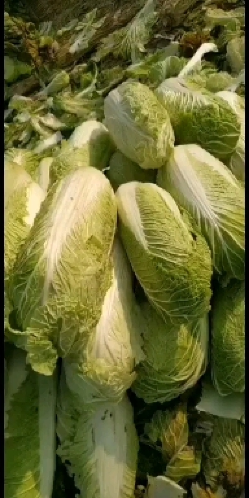 北京新三号白菜4~6斤
