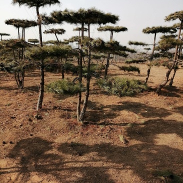 造型油松，地径8--10公分，公园，小区都可栽植，美观。