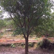 红皮榕树耐寒耐旱种植基地大量现货低价批发