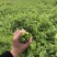 豌豆苗四川高山豌豆苗产地发货货源充足质量保障支持代发