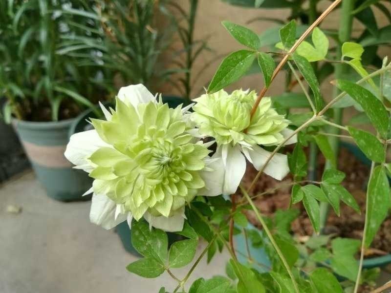 铁线莲《爬藤速生生长速度快》成活率高耐寒！爬藤快