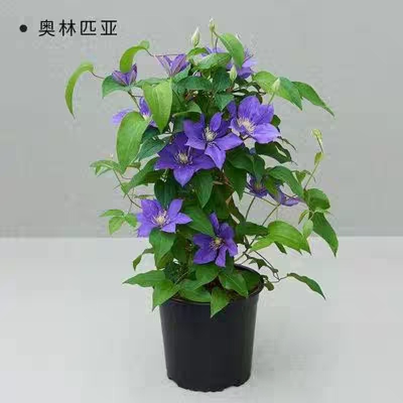 铁线莲《爬藤速生生长速度快》成活率高耐寒！爬藤快